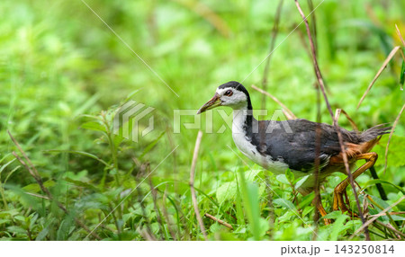 A white-breasted waterhen walking through lush green vegetation in a natural wetland habitat A white-breasted waterhen walking through lush green vegetation in a natural wetland habitat 143250814