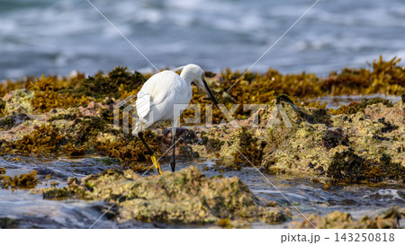 A Little Egret (Egretta garzetta) standing on a rocky, seaweed-covered reef while holding a small fish in its bill against a soft natural ocean background 143250818