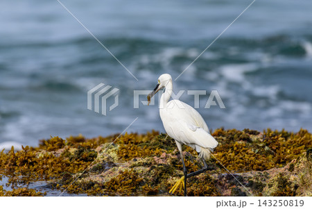 A Little Egret (Egretta garzetta) standing on a rocky, seaweed-covered reef while holding a small fish in its bill against a soft natural ocean background A Little Egret (Egretta garzetta) standing on a rocky, seaweed-covered reef while holding a small fish in its bill against a soft natural ocean background 143250819