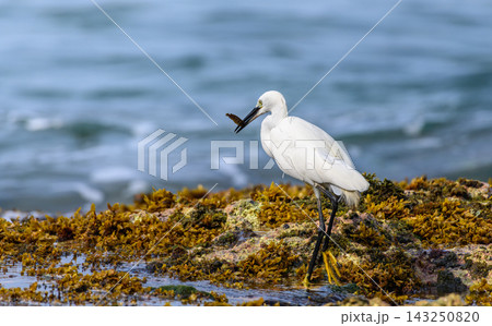 A Little Egret (Egretta garzetta) standing on a rocky, seaweed-covered reef while holding a small fish in its bill against a soft natural ocean background A Little Egret (Egretta garzetta) standing on a rocky, seaweed-covered reef while holding a small fish in its bill against a soft natural ocean background 143250820