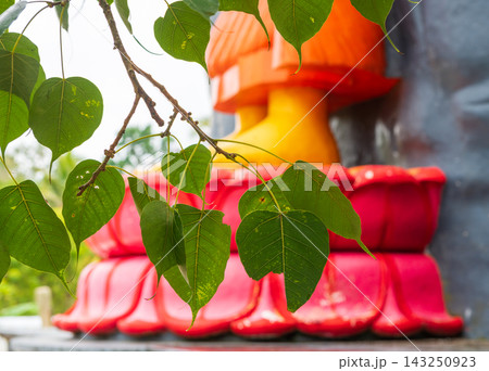 Green bodhi leaves in the foreground with a Buddhist temple statue blurred in the background Green bodhi leaves in the foreground with a Buddhist temple statue blurred in the background 143250923