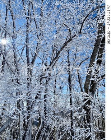 雪化粧した木々 雪化粧した木々 143251147