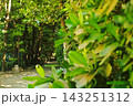 沖縄　本部町備瀬のフクギ並木 143251312