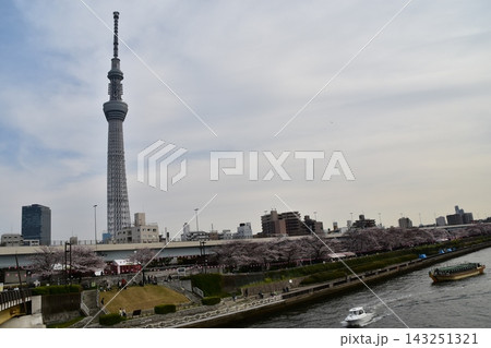 日本の東京の浅草 東京スカイツリーと満開の桜と美しい青空 隅田川を進む遊覧船 日本の東京の浅草 東京スカイツリーと満開の桜と美しい青空 隅田川を進む遊覧船 143251321