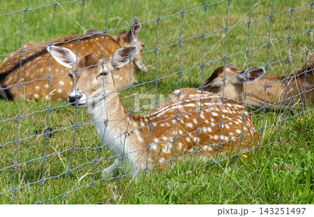 female fallow deers 143251497