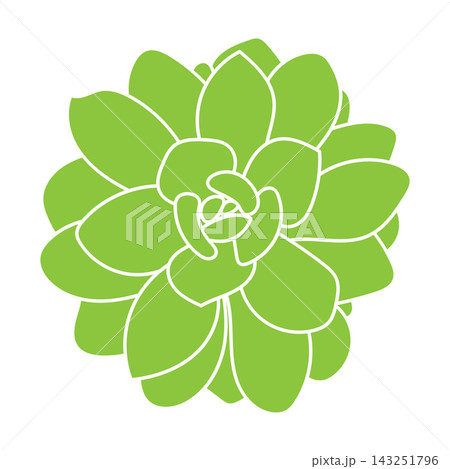 Green silhouette of succulent. Desert flower sketch. Outline drawing plant. Succulent doodle style.  143251796