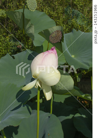 This is a close-up of a lotus bud in midsummer. 143251966