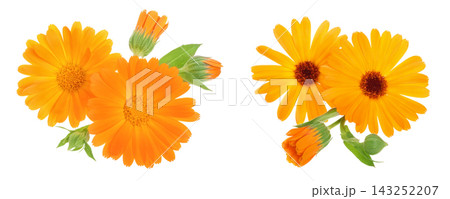 Calendula. Marigold flower isolated on white background Calendula. Marigold flower isolated on white background 143252207