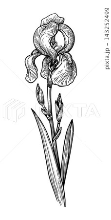 Iris Pallida Flowers, Leaves and Buds Illustration 143252499
