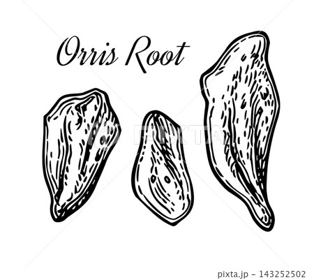 Dried Orris Root Botanical Ink Illustration Dried Orris Root Botanical Ink Illustration 143252502