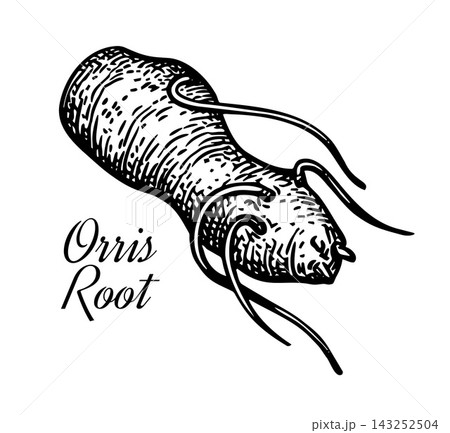 Fresh orris root, iris rhizome, ink botanical 143252504