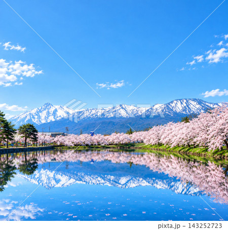 【新潟】晴天の高田城址公園 お堀の水鏡に映る冠雪の妙高連山と満開の桜並木 【新潟】晴天の高田城址公園 お堀の水鏡に映る冠雪の妙高連山と満開の桜並木 143252723