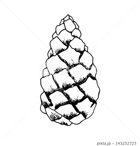 Pine cone. Hand-drawn ink illustration, isolated on white; suitable for botanical-themed decor, print design, and printing on fabrics or tableware 143252725