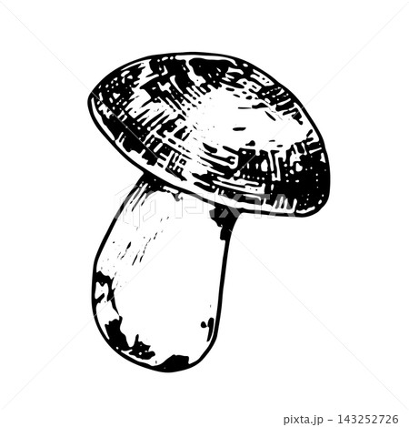 Large porcini mushroom. Ink-style illustration, isolated on white. An autumn vector cards, print materials, and blogs. Suitable for projects related to ecology and nature 143252726