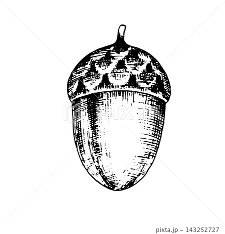 Acorn. An isolated vector illustration on a white background, created using hand-drawn ink style; suitable as a heraldic symbol, for botanical-themed decor, graphic design, and textile printing 143252727