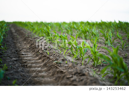 Young corn plants growing in a fertile field with tractor tracks, symbolizing agriculture, farming, and new life in spring Young corn plants growing in a fertile field with tractor tracks, symbolizing agriculture, farming, and new life in spring 143253462