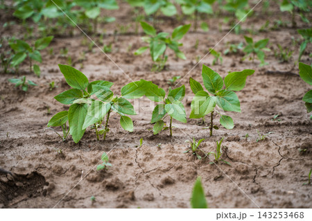 Young green plants growing in brown cracked soil representing agricultural progress and new life emerging Young green plants growing in brown cracked soil representing agricultural progress and new life emerging 143253468
