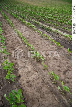 Young green agricultural plants growing in neat rows across a vast field showing early stages of farming and new life Young green agricultural plants growing in neat rows across a vast field showing early stages of farming and new life 143253476