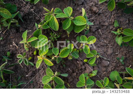 Green soybean seedlings emerging from fertile earth, showing new plant life, growth, farming, and food production Green soybean seedlings emerging from fertile earth, showing new plant life, growth, farming, and food production 143253488
