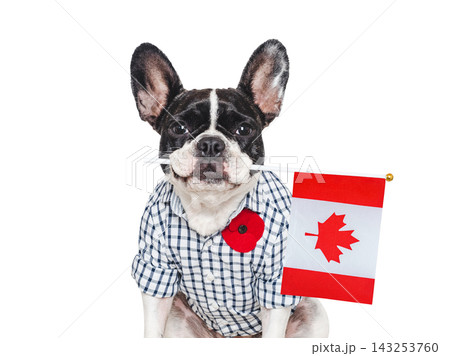 Charming French Bulldog with a red poppy pin Charming French Bulldog with a red poppy pin 143253760