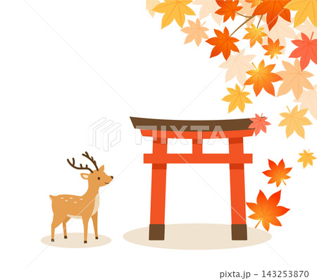秋の神社で紅葉ともみじに囲まれる可愛い鹿と鳥居 秋の神社で紅葉ともみじに囲まれる可愛い鹿と鳥居 143253870