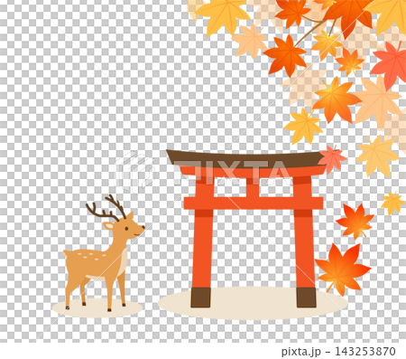 秋の神社で紅葉ともみじに囲まれる可愛い鹿と鳥居 秋の神社で紅葉ともみじに囲まれる可愛い鹿と鳥居 143253870