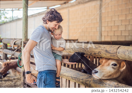 Father and young son meet a cow and goat during a farm outing. Family bonding through shared animal experiences. Father and young son meet a cow and goat during a farm outing. Family bonding through shared animal experiences. 143254242