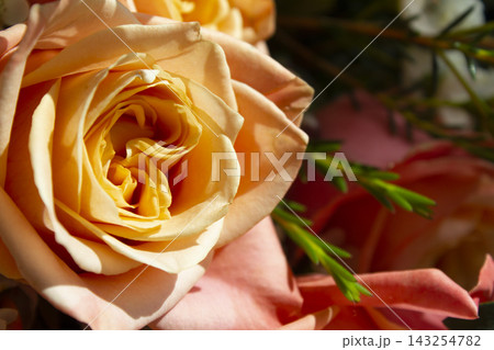 A close-up of rose flower.	 143254782