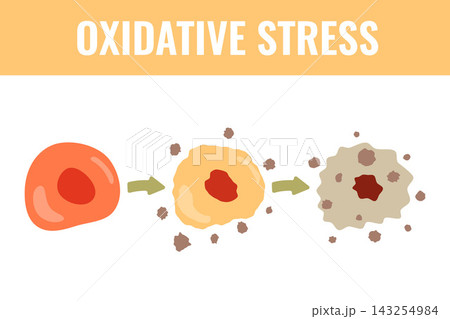 Stress Pathway Vector Illustration 143254984