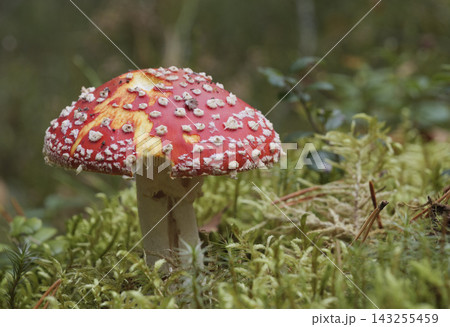 Mushroom growing in the autumn forest. Red fly agaric. Mushroom growing in the autumn forest. Red fly agaric. 143255459