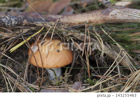 Edible mushroom growing in the autumn forest Edible mushroom growing in the autumn forest 143255463