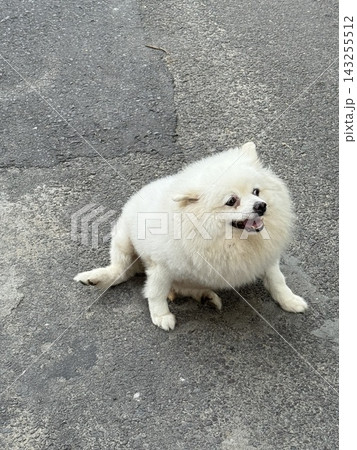 Small White Dog Looking Up Outdoors Small White Dog Looking Up Outdoors 143255512