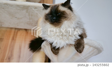 siberian cat resting on a cushion in a calm indoor setting with wooden flooring and white walls, close-up shot from the front, relaxed and calm mood, pet photography, animal portraits, pet. 143255602