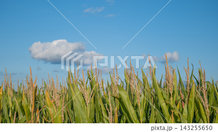 Even rows of green corn stretch beneath a bright blue sky with a horizontal white cloud above the plants. Orderly crop rows and agricultural cultivation in a rural landscape 143255650