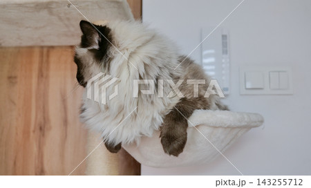 long-haired cat resting on a hammock in a relaxed indoor setting with wooden paneling and wall switch, side view, pet care, natural light, clean background, copy space, modern design, vivid. long-haired cat resting on a hammock in a relaxed indoor setting with wooden paneling and wall switch, side view, pet care, natural light, clean background, copy space, modern design, vivid. 143255712
