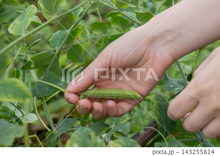 Hand plucking a single green pea pod from plant Hand plucking a single green pea pod from plant 143255814