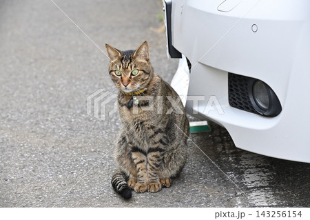 駐車場のキジトラ猫 143256154