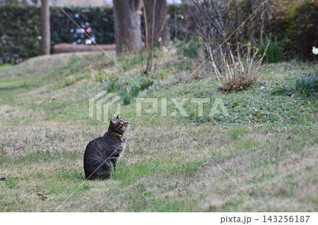 芝生の上のキジトラ猫 143256187