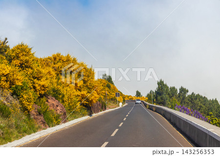 Road leading among blooming lush common gorse (furze, whin) on Madeira island, Portugal 143256353