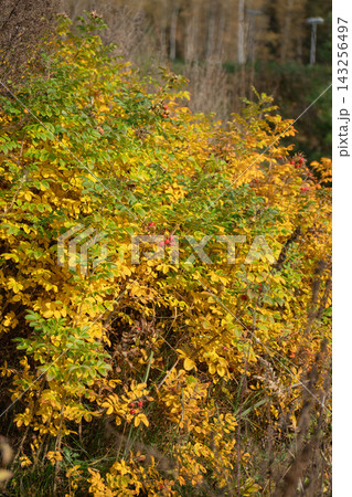 Dense rosehip bushes display green, yellow and orange leaves with scattered red fruits in autumn. Wild rose vegetation, seasonal foliage, natural habitat, fall colors and woodland nature Dense rosehip bushes display green, yellow and orange leaves with scattered red fruits in autumn. Wild rose vegetation, seasonal foliage, natural habitat, fall colors and woodland nature 143256497