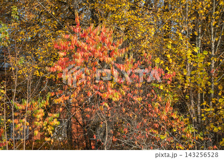 Vibrant red and orange foliage stands out against a golden autumn forest. Colorful seasonal leaves, warm fall tones, woodland landscape, natural beauty, peaceful nature and scenic background. Vibrant red and orange foliage stands out against a golden autumn forest. Colorful seasonal leaves, warm fall tones, woodland landscape, natural beauty, peaceful nature and scenic background. 143256528