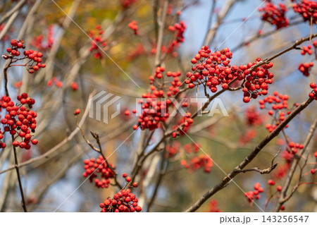 Clusters of bright red rowan berries hang on branches in an autumn woodland. Mountain ash fruit, seasonal foliage, colorful nature, botanical detail, fall scenery and natural background. 143256547