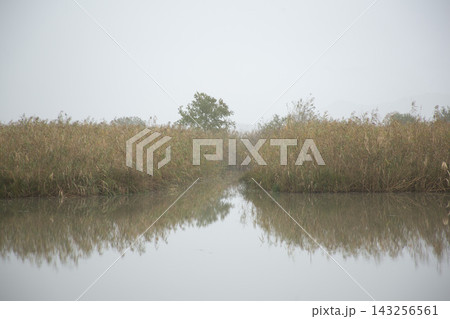 琵琶湖の芦原の風景 143256561