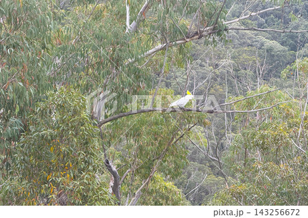 A Sulphur Crested Cockatoo standing on a branch in a Gum Tree 143256672