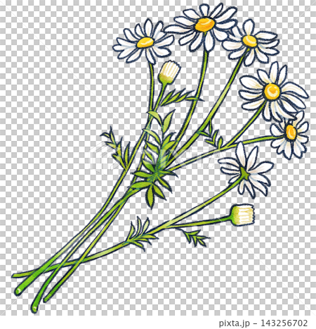 手繪洋甘菊花插圖 手繪洋甘菊花插圖 143256702