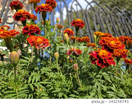 Vibrant Marigold Flowers Brightening a Garden Near an Ornate Fence Vibrant Marigold Flowers Brightening a Garden Near an Ornate Fence 143256743