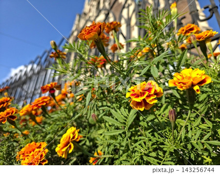 Vibrant Marigold Flowers Blooming Against a Beautifully Crafted Fence Vibrant Marigold Flowers Blooming Against a Beautifully Crafted Fence 143256744
