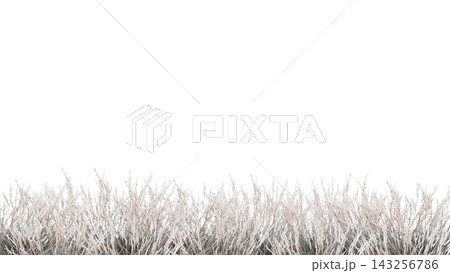 Decorative border of dried ornamental grass isolated on white background Decorative border of dried ornamental grass isolated on white background 143256786