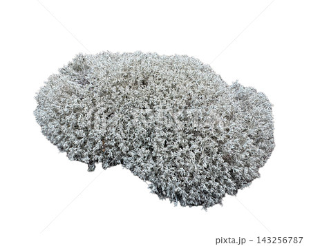 Isolated cluster of dry reindeer lichen on a white background Isolated cluster of dry reindeer lichen on a white background 143256787