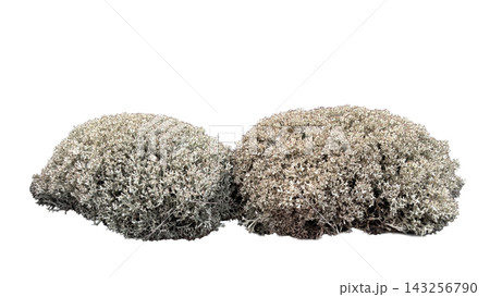 Dried grey reindeer moss clusters isolated on white background Dried grey reindeer moss clusters isolated on white background 143256790